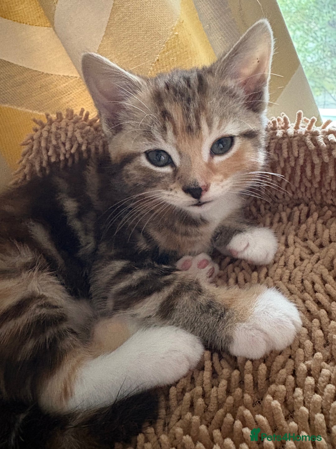 Mixed Breed cats for sale: Looking for a forever home  - Advert 7