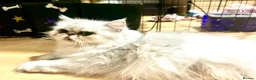 Persian cats for sale: Stunning Persian chinchilla kittens  - Advert 14