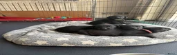 Labrador Retriever dogs for sale: **1x stunning KC black lab dog remaining** - Advert 12