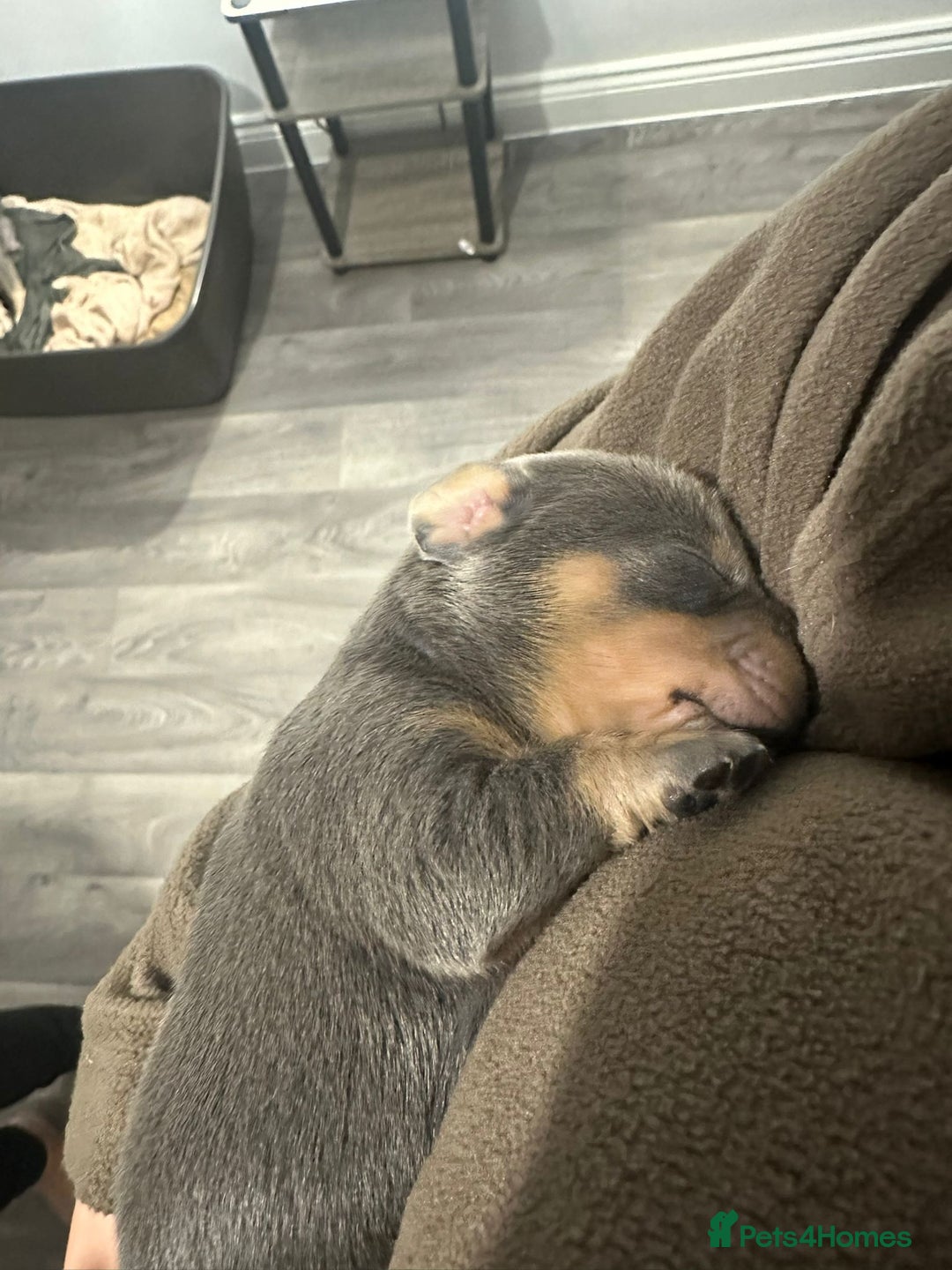 Mixed Breed dogs for sale: French Bull Wieners - Advert 10