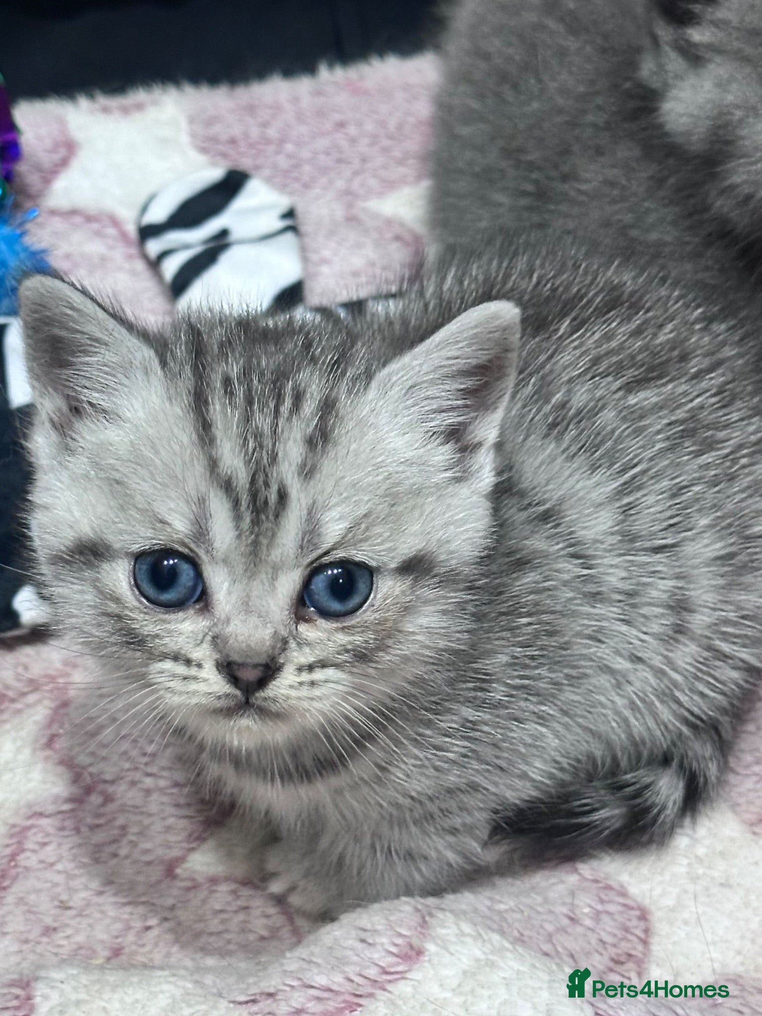British Shorthair cats Gorgeous Pedigree British Shorthair Kittens  - Advert 2