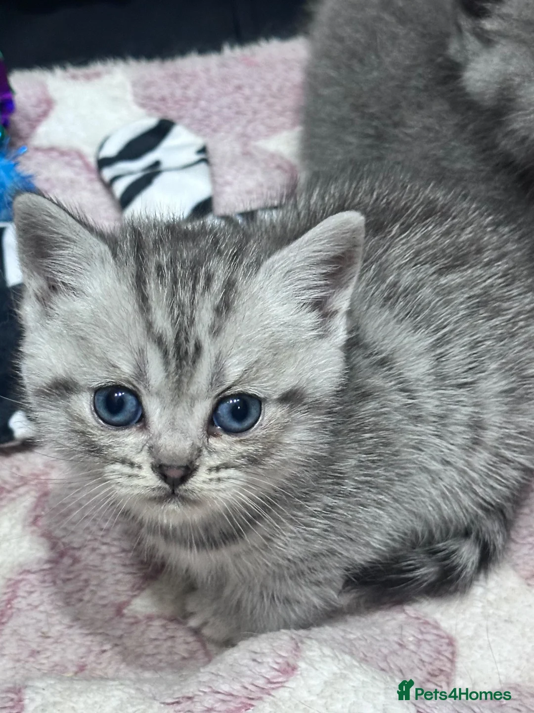 British Shorthair cats for sale: Gorgeous Pedigree British Shorthair Kittens  in Oldham - Advert 2