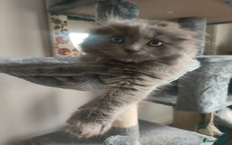 Ragdoll cats for sale: Beautifully half ragdoll kittens  - Image 17