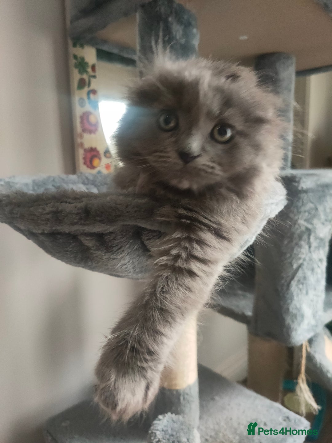 Ragdoll cats for sale: Beautifully half ragdoll kittens  - Image 17