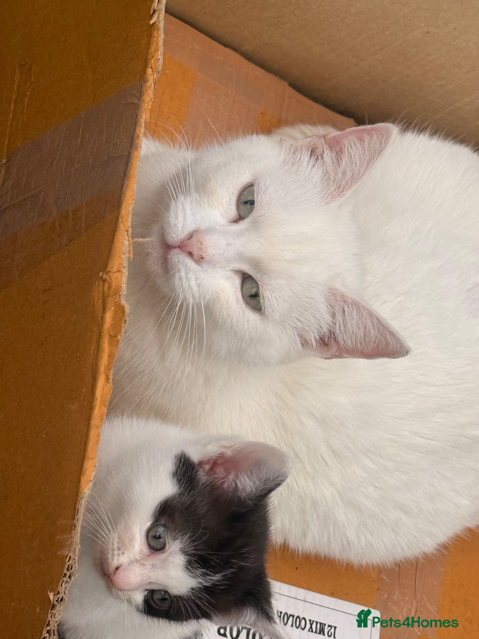 Turkish Angora cats Turkish angora - Advert 1