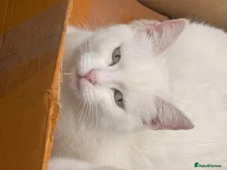 Turkish Angora cats Turkish angora - Advert 3