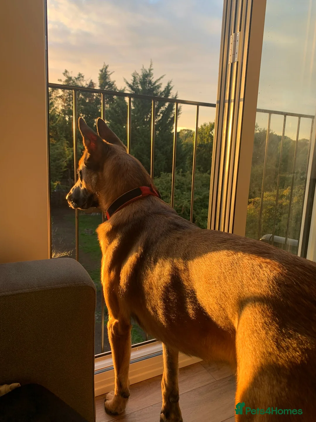 Belgian Shepherd Dog dogs for stud: Belgian Malinois Stud | KC & KNPV Lines  - Advert 2