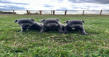 Staffordshire Bull Terrier dogs - Advert 2