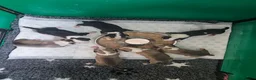English Bull Terrier dogs for sale: English bullterrier pups for sale - Advert 24