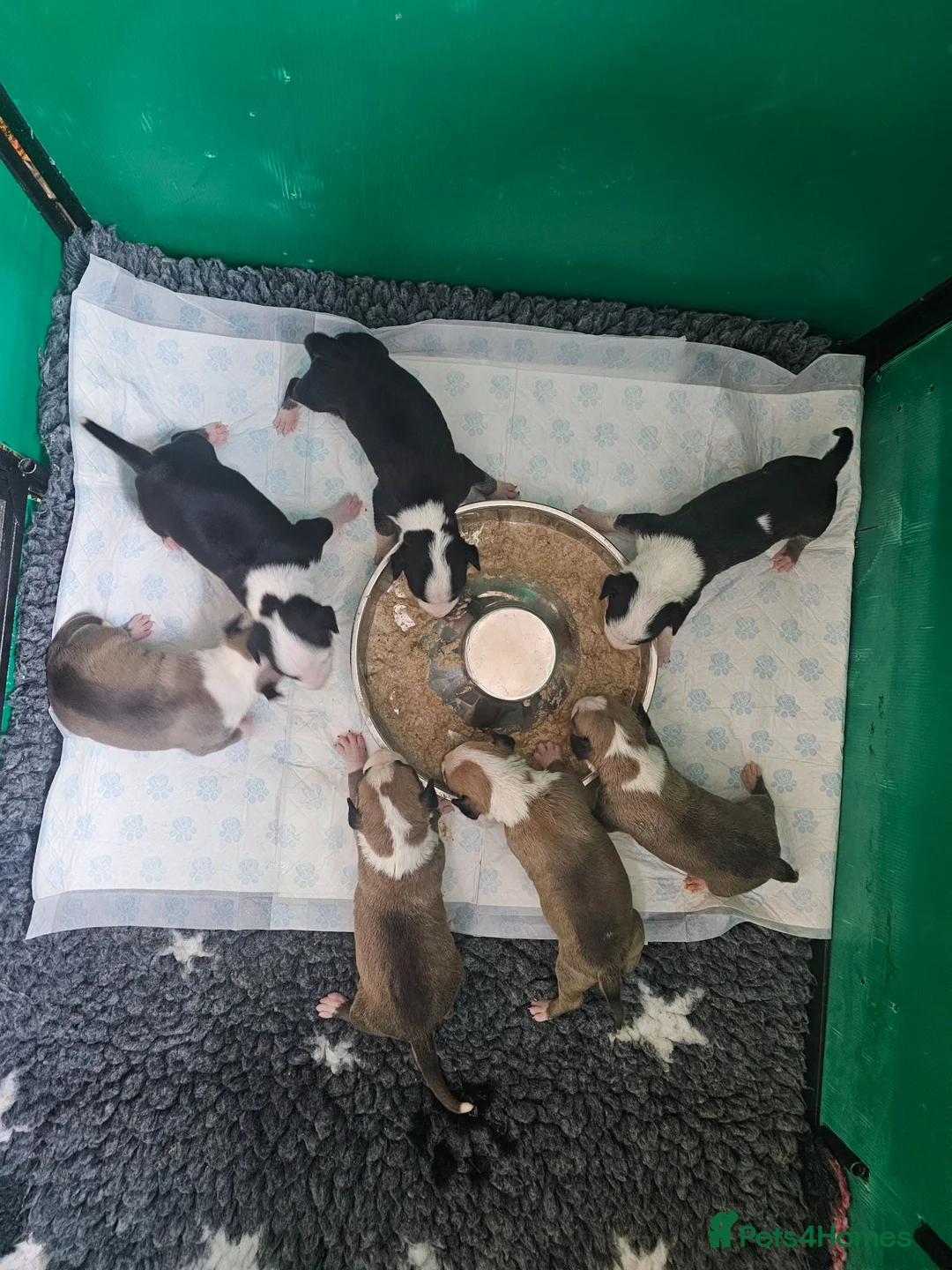 English Bull Terrier dogs for sale: English bullterrier pups for sale - Advert 24