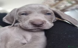 Weimaraner dogs for sale: KC reg Weimaraner pups - Image 9