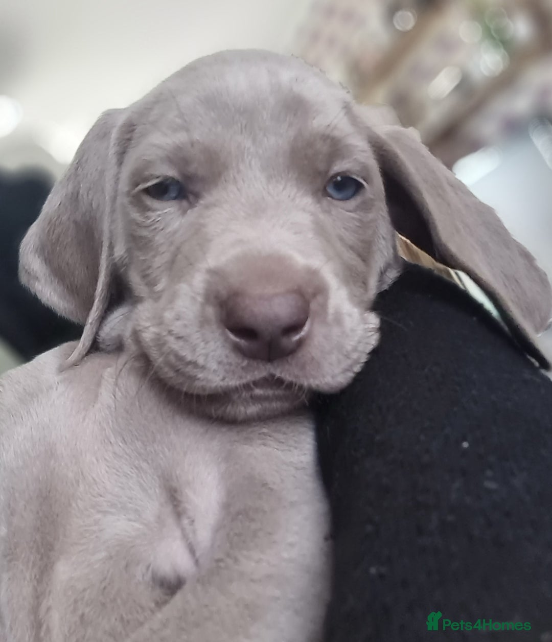 Weimaraner dogs for sale: KC reg Weimaraner pups - Image 9