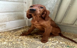 Irish Setter dogs for sale: Outstanding Irish setter puppies  - Image 17