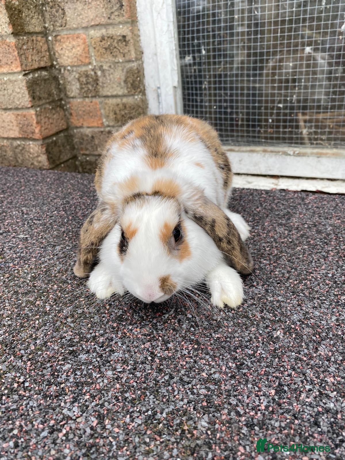 Mini Lop rabbits Mini lop male rabbit and cage - Advert 17