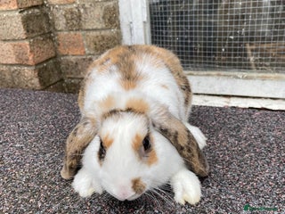 Mini Lop rabbits Mini lop male rabbit and cage - Advert 21