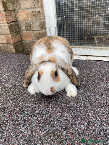 Mini Lop rabbits Mini lop male rabbit and cage - Advert 8