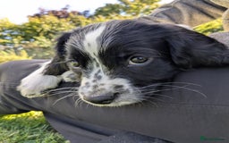 English Springer Spaniel dogs for sale: Speckled boy,playful & kind natured,HEALTH TESTED - Image 7
