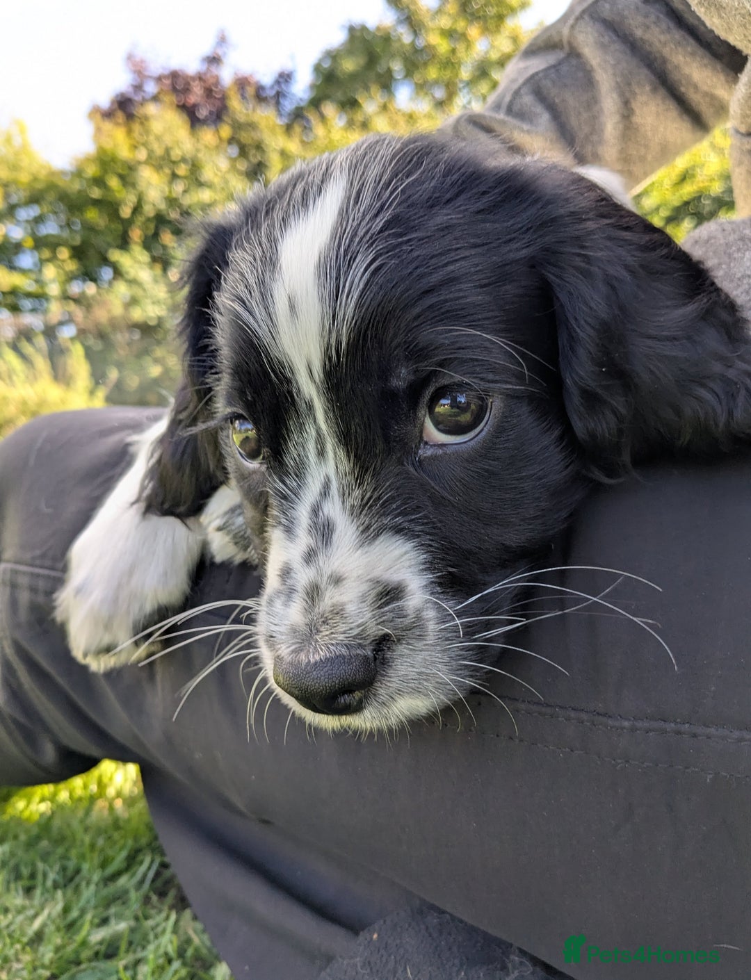 English Springer Spaniel dogs for sale: Speckled boy,playful & kind natured,HEALTH TESTED - Image 7