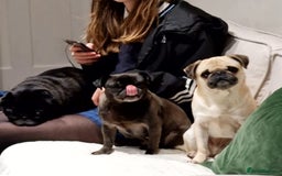 Pug dogs for adoption: 💖🐶 LOLA 🐶💖 - Image 17