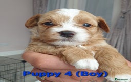 Maltipoo dogs for sale: 6 Pedigree Club registered Maltipoo puppies - Image 5
