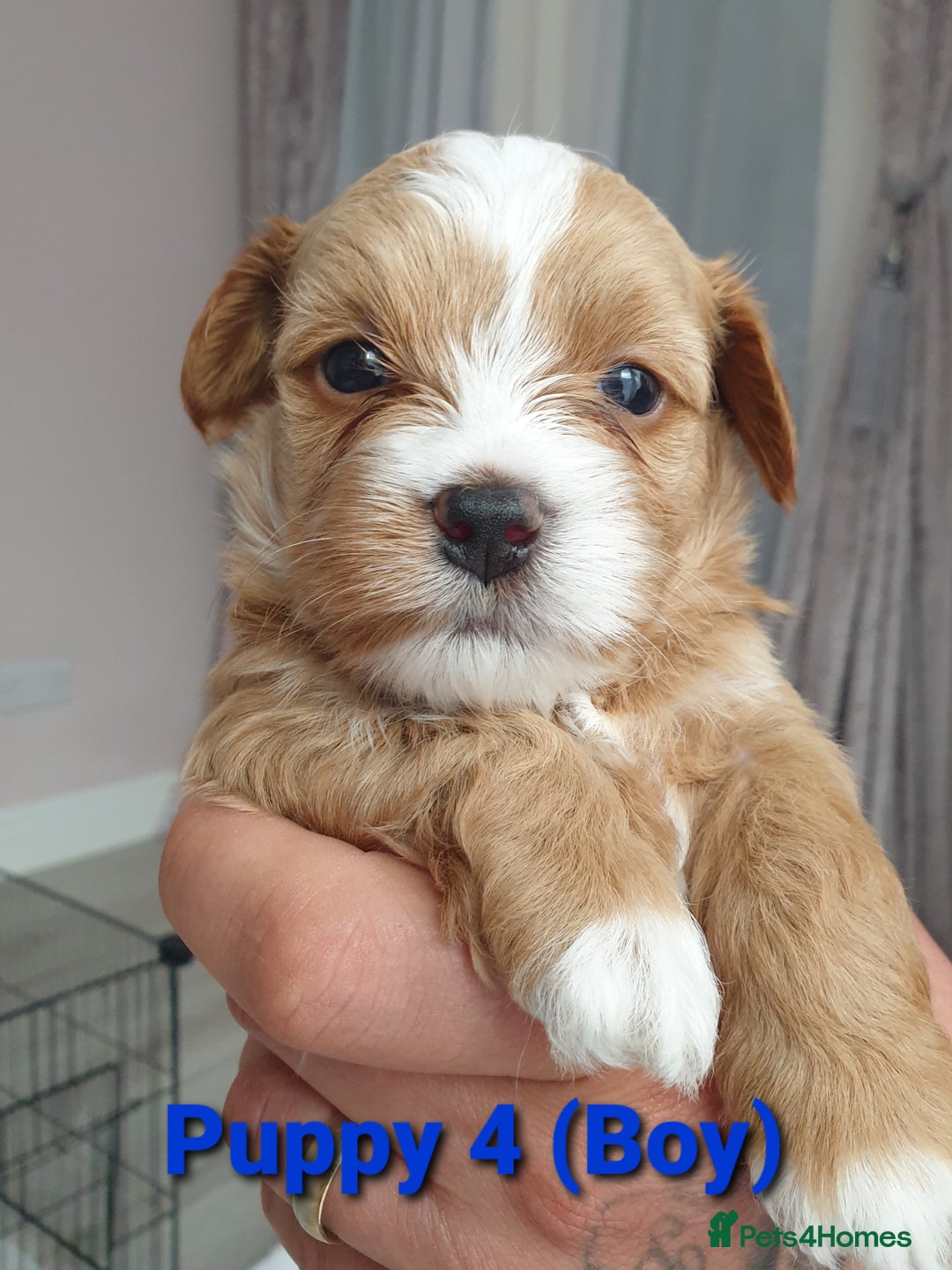 Maltipoo dogs for sale: 6 Pedigree Club registered Maltipoo puppies - Image 5