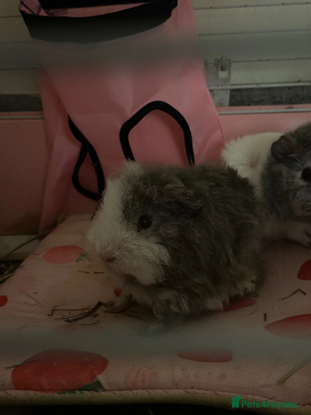 Guinea Pig rodents for sale: Male Guinea pig (free) - Advert 3