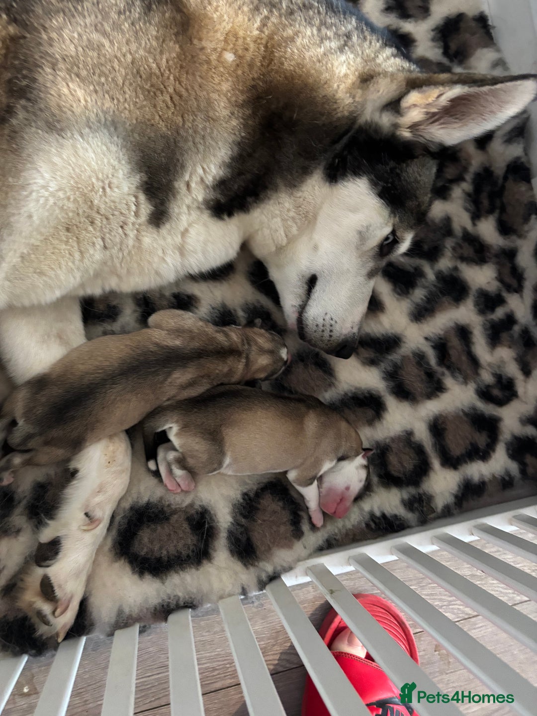 Siberian Husky dogs for sale: Siberian huskies  for sale  - Image 2