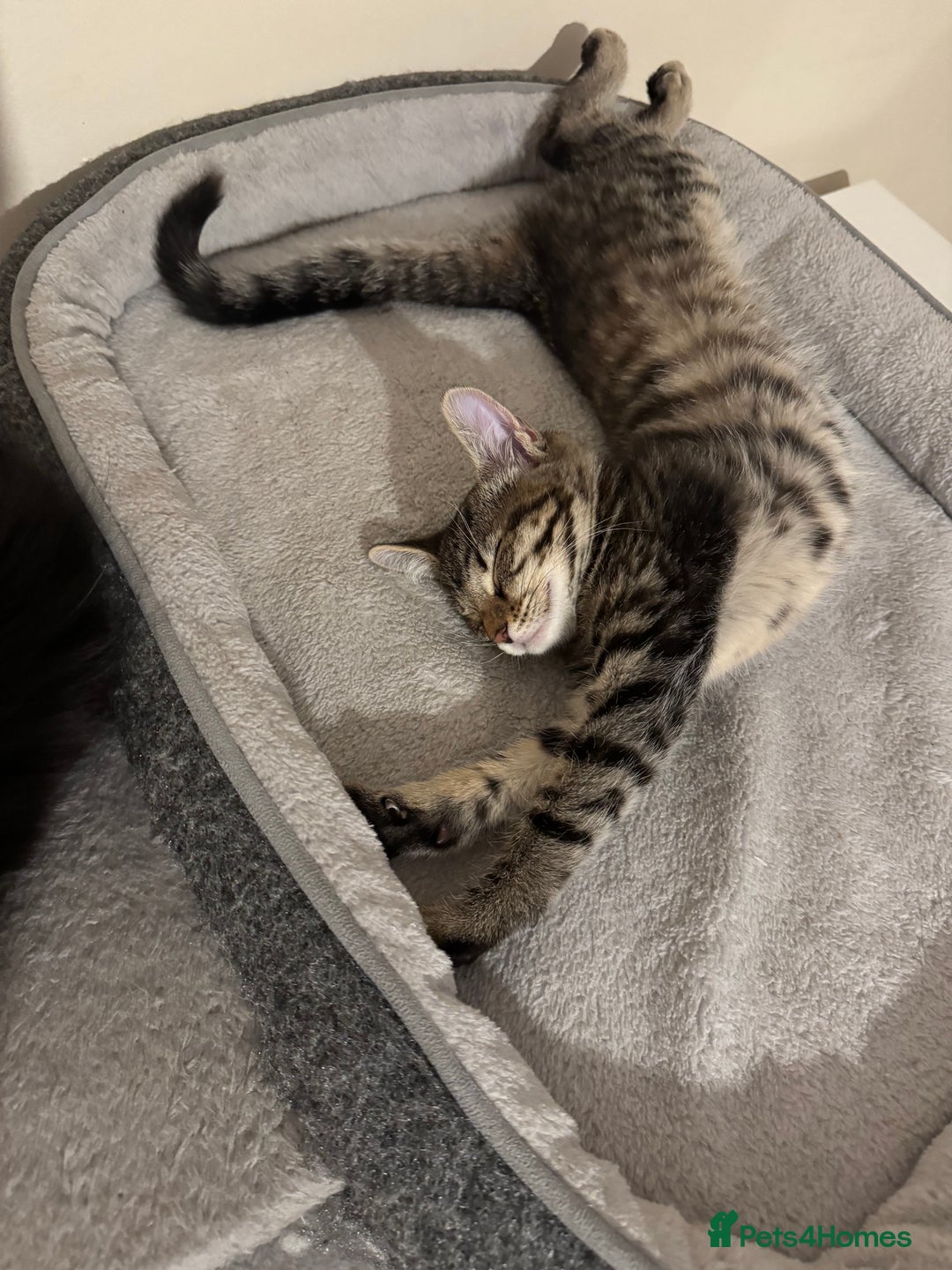 Mixed Breed cats for sale: 4 lovely kittens 🐈‍⬛ for sale - Advert 4