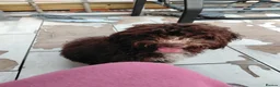 Mixed Breed dogs for sale: Spanish water dog in Manchester - Advert 1