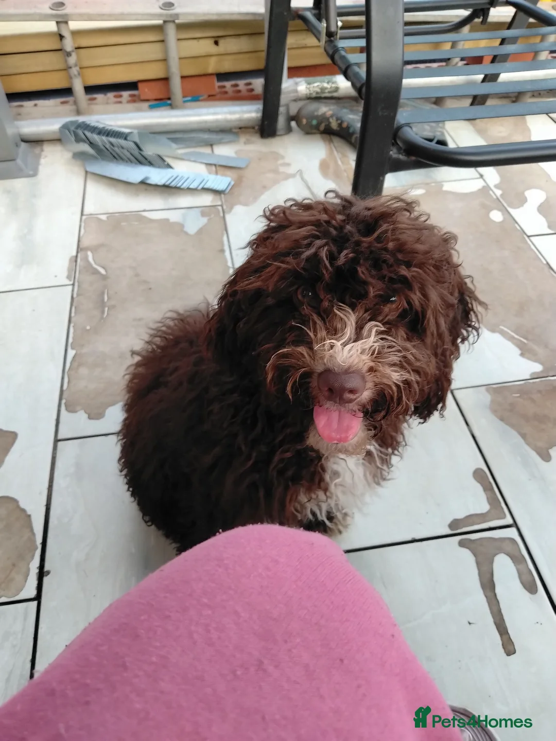 Mixed Breed dogs for sale: Spanish water dog in Manchester - Advert 1