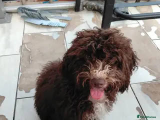 Mixed Breed dogs Spanish water dog - Advert 5