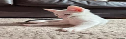 Mixed Breed cats for sale: 2 Beautiful Kittens LEFT!  - Advert 4