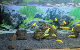Other/Mixed Breed fish for sale: Tropical fish  - Advert 1