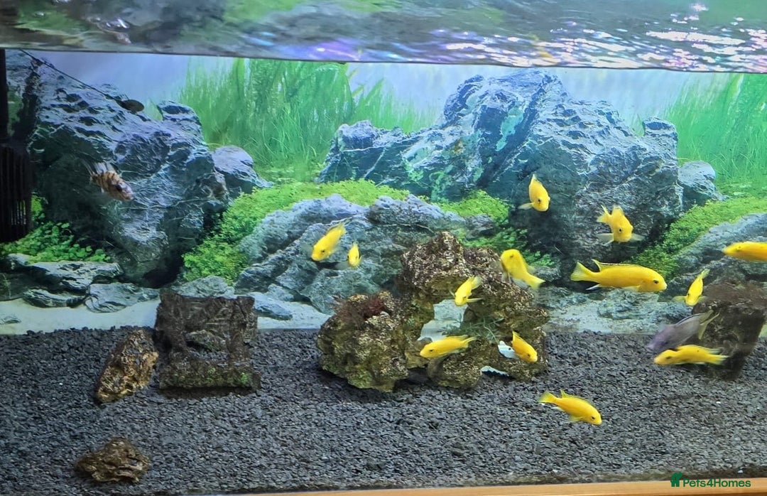 Other/Mixed Breed fish for sale: Tropical fish  - Advert 1