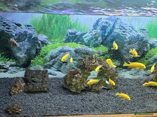 Other/Mixed Breed fish Tropical fish - Advert 9