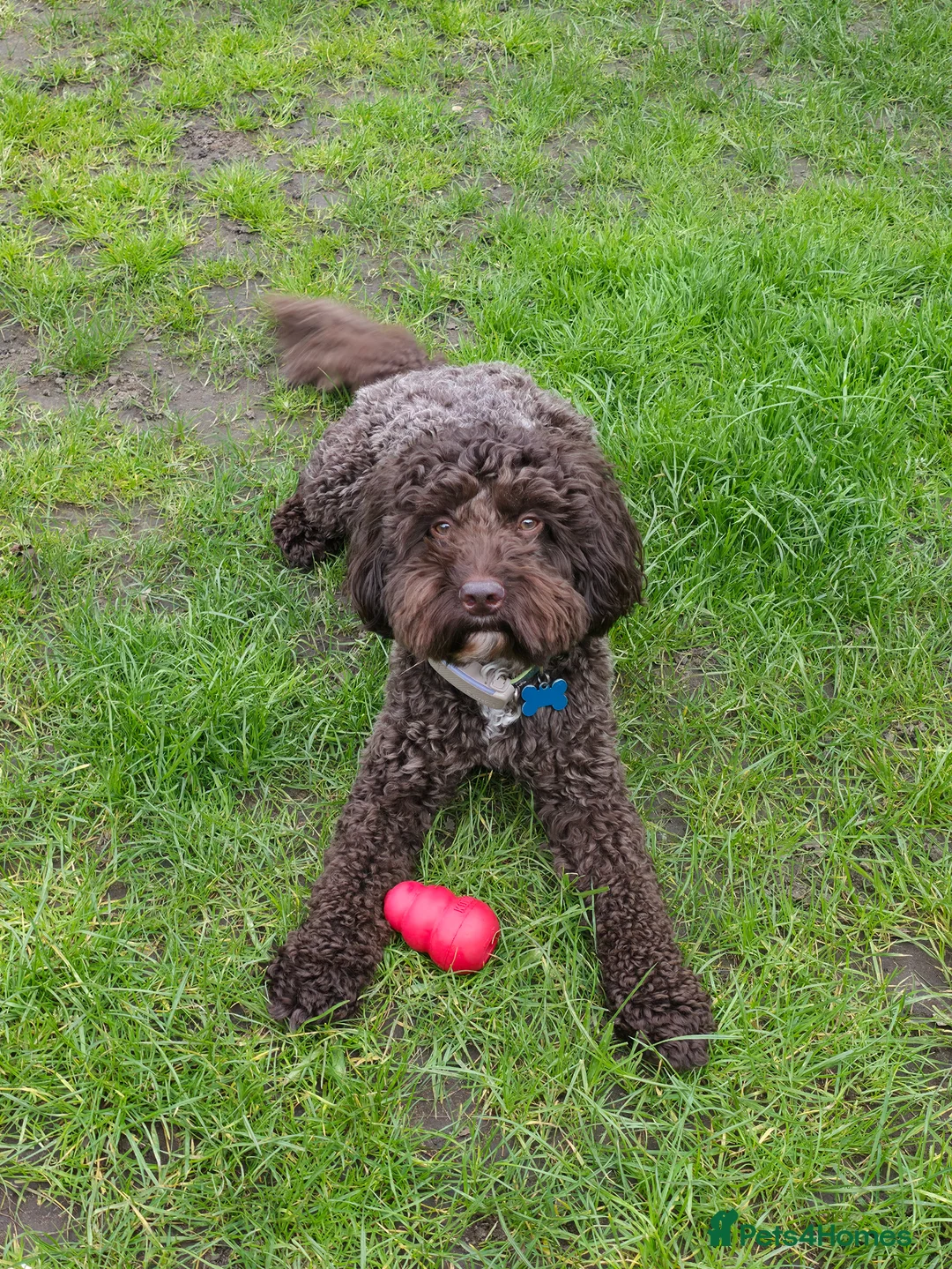 Cockapoo dogs for stud: Exceptional Chocolate F1 Cockapoo Stud North Essex in Colchester - Advert 2