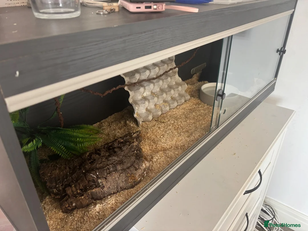Corn Snake reptiles for sale: Adult corn snake and vivarium  in Rotherham - Advert 2