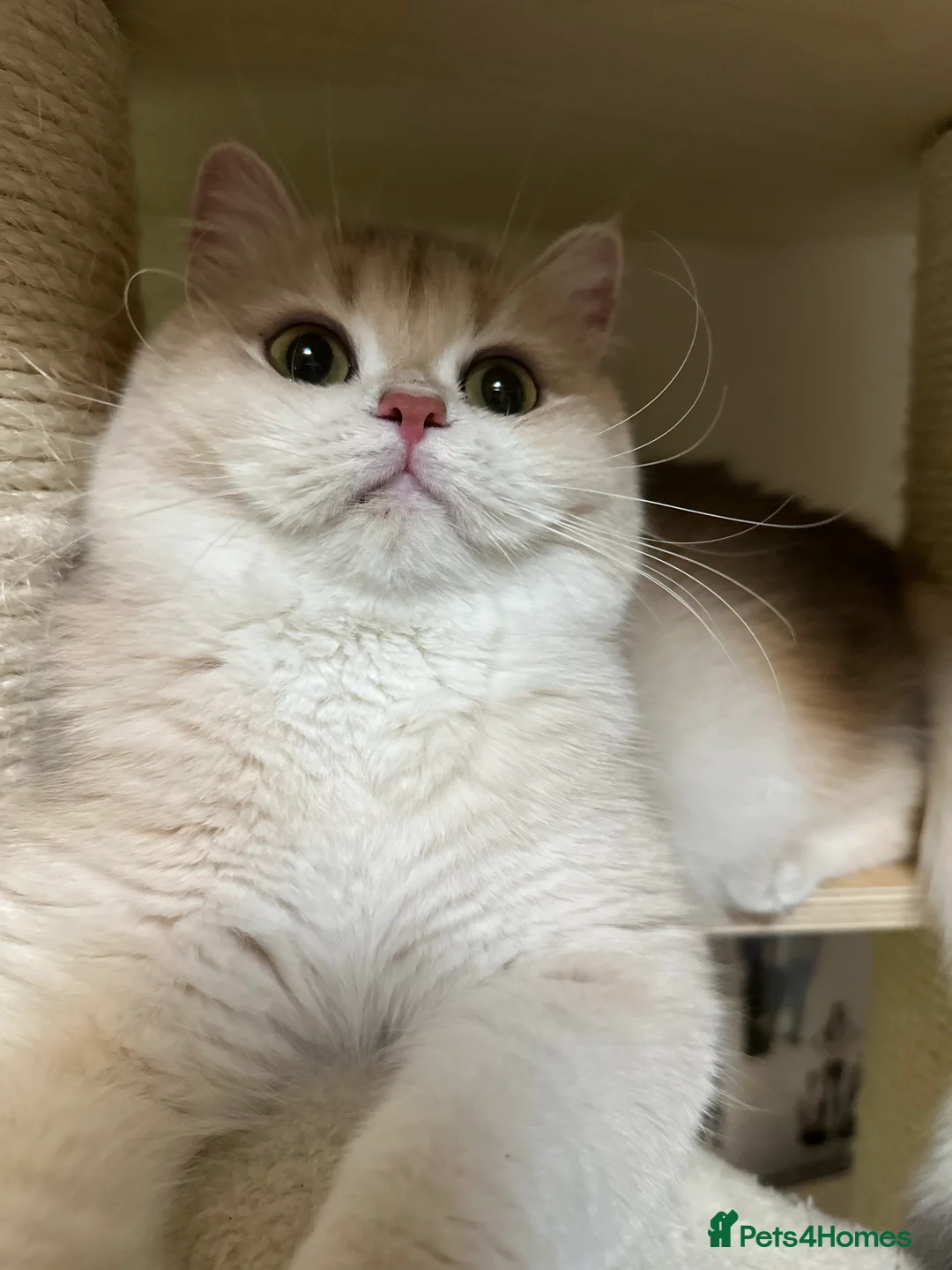 British Shorthair cats for sale: GCCF reg Active BSH Blue Gold Female for Breeding - Advert 16