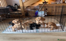 Cocker Spaniel dogs for sale: Gorgeous KC Working Cocker Spaniel Puppy Available - Image 15