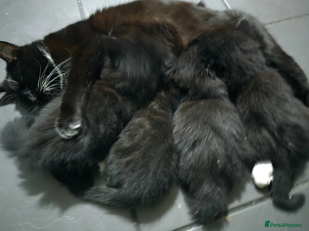 Maine Coon cats for sale: Maine coon black fluffy kittens - Advert 6