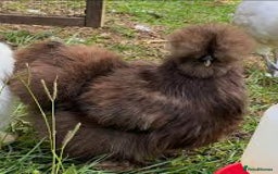 Chickens poultry for sale: CHOCOLATE AND MAUVE USA SILKIE PULLETS AVAILABLE  - Image 2