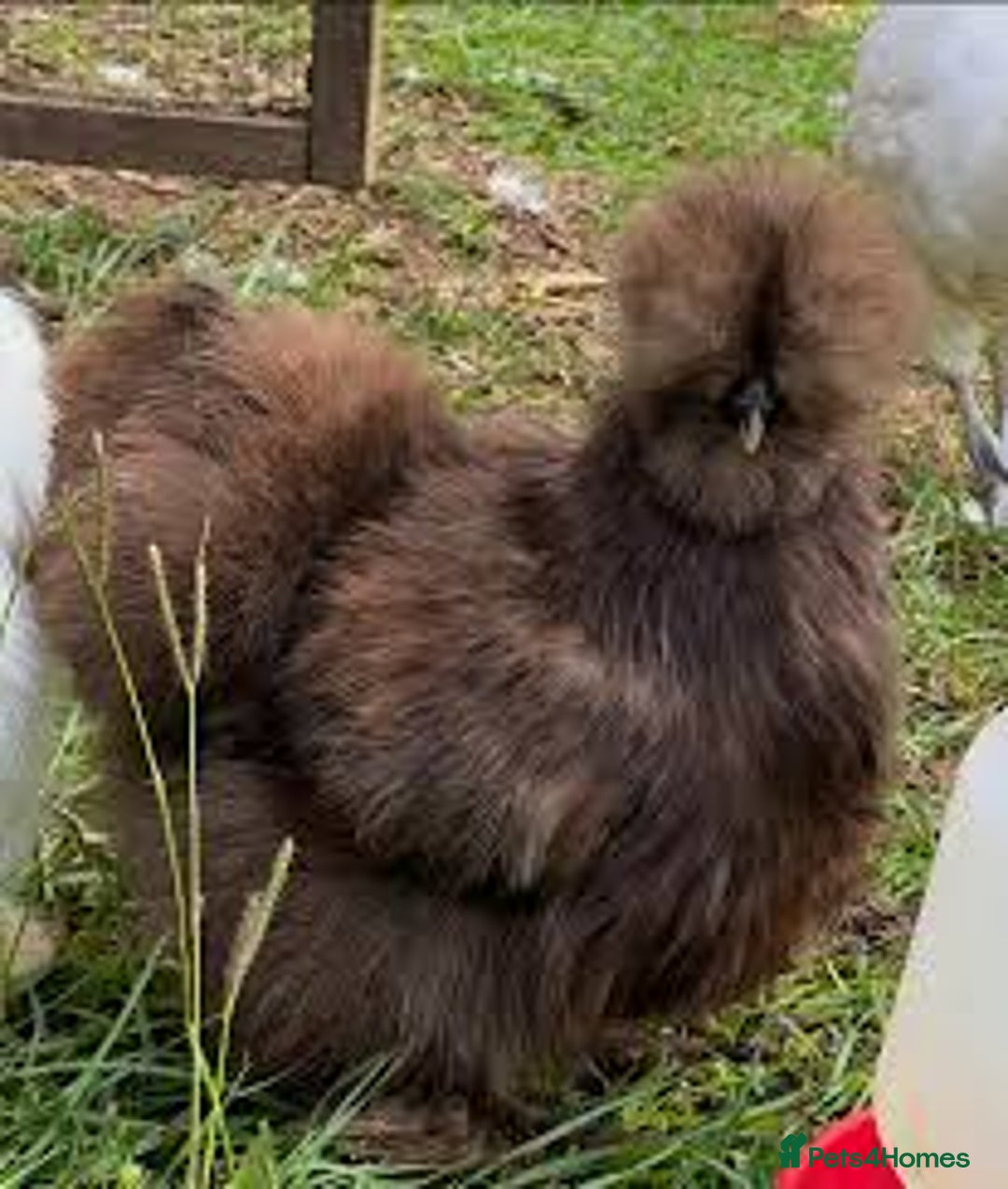Chickens poultry for sale: CHOCOLATE AND MAUVE USA SILKIE PULLETS AVAILABLE  - Image 2