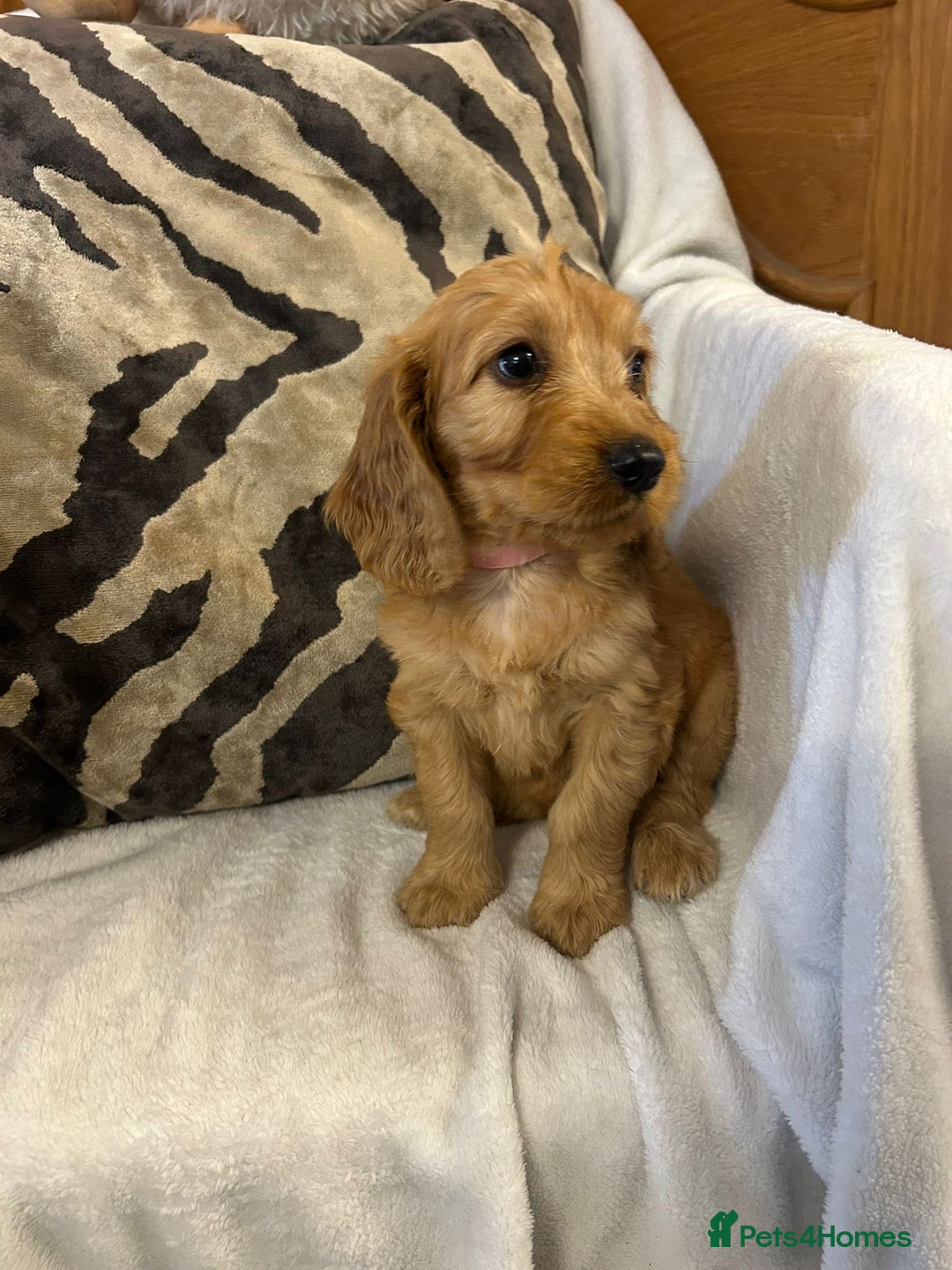 Cockapoo dogs for sale: F1 Cockapoos ready🩷 - Image 1