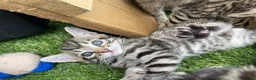 Bengal cats for sale: Bengal / British shorthair  - Advert 10
