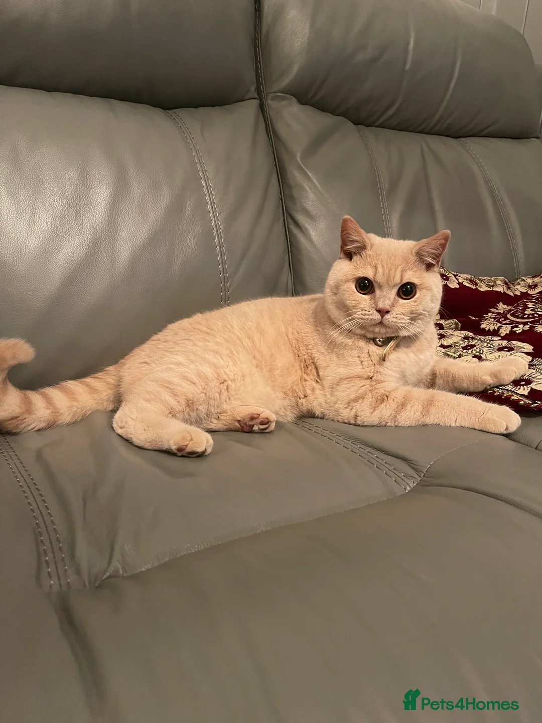 British Shorthair cats for sale: British shorthair for sale - Advert 2
