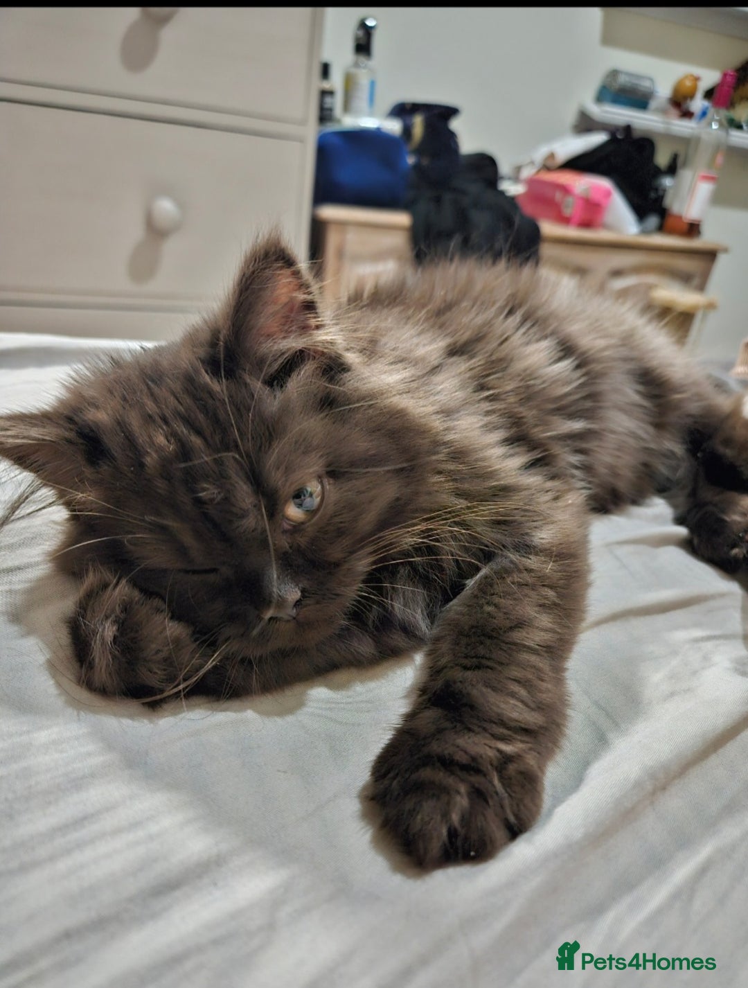 British Longhair cats for sale: Brown British long hair male - Image 3