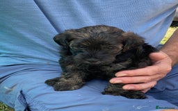 Yorkiepoo dogs for sale:  3 Adorable Little Girls - Yorkiepoos-F1  - Image 5