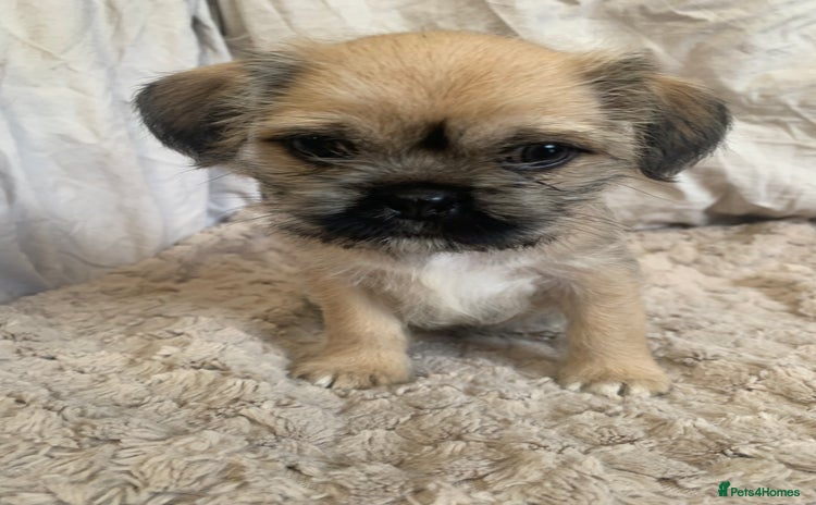 Mixed Breed dogs - Advert 13