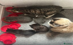 Mixed Breed cats for sale: Ragdoll x Russian Bleu x Tabby Long Hair Kittens  - Image 4