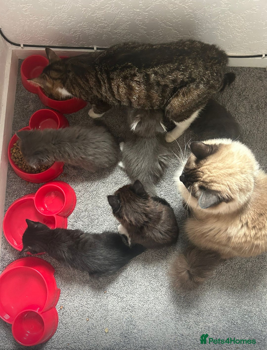 Mixed Breed cats for sale: Ragdoll x Russian Bleu x Tabby Long Hair Kittens  - Image 4